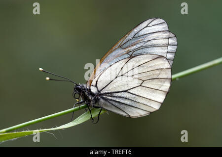 Nero-bianco venato (Aporia crataegi), su erba, Germania Foto Stock