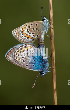 Argento-blu chiodati (Plebejus argus, Plebeius argus), accoppiamento, Germania Foto Stock