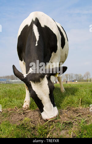 Holstein-Friesian, Holstein (Bos primigenius f. taurus), il pascolo su un pascolo, vista frontale, Paesi Bassi Foto Stock