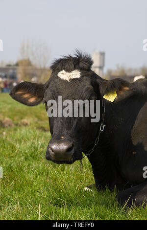 Holstein-Friesian, Holstein (Bos primigenius f. taurus), ritratto, giacente su un pascolo, Paesi Bassi Foto Stock