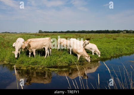 Gli animali domestici della specie bovina (Bos primigenius f. taurus), allevamento su un pascolo vicino a un fosso, Paesi Bassi, Hilversumse Bovenmeent Foto Stock