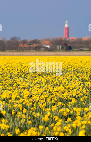 Daffodil (Narcissus spec.), fioritura daffodil campo, faro in background, Paesi Bassi, Texel, De Cocksdorp Foto Stock