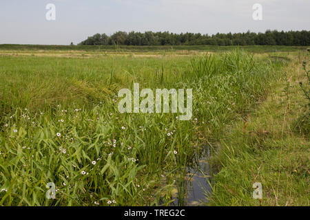 Arrowhead (Sagittaria sagittifolia), che fiorisce in un fosso di acqua, Paesi Bassi Utrecht, Polder Eemnes Foto Stock