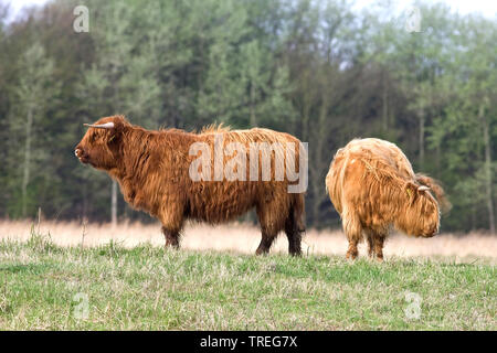 Highland scozzesi Bovini, Kyloe, Highland mucca, Heelan coo (Bos primigenius f. taurus), due mucche in una riserva naturale, Paesi Bassi Wassenaar Foto Stock