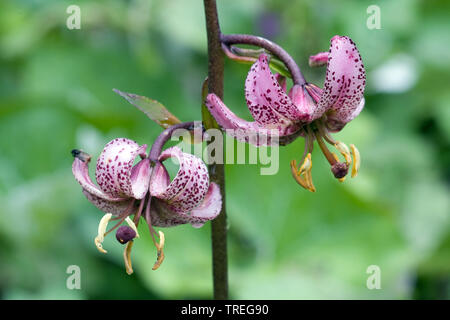 Martagon giglio, viola turk cappuccio del giglio (Lilium martagon), fiori, Germania Foto Stock