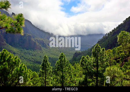 Vista dal gazebo La Cumbrecita in direzione sud fino a Cumbre Vieja, Isole Canarie La Palma, El Paso Foto Stock