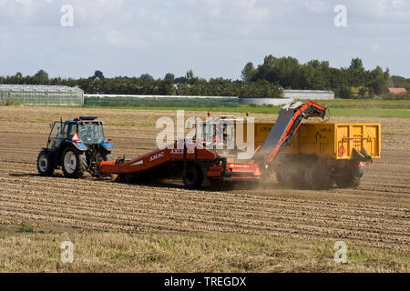 La raccolta di cipolle, Paesi Bassi Foto Stock