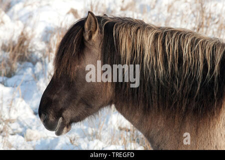 Cavalli Konik (Equus przewalskii f. caballus), ritratto nella neve, vista laterale, Paesi Bassi, South Holland, Wassenaar Foto Stock