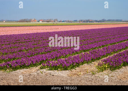 Jacinthe (Hyacinthus orientalis), Jacinthe campo su Texel, Paesi Bassi, Texel Foto Stock