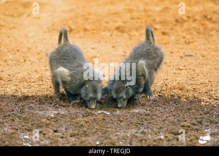 Chacma babbuino, anubius babbuino, oliva babbuino (Papio ursinus, Papio cynocephalus ursinus), due babbuini drink al waterhole, Sud Africa, Mokala Parco Nazionale Foto Stock