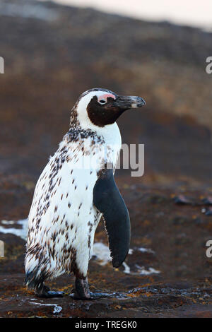Jackass penguin, African penguin, nero-footed penguin (Spheniscus demersus), seduta su una roccia costiere, Sud Africa, Western Cape, Simons Town Foto Stock