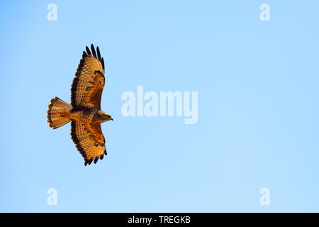 Steppa poiana (Buteo buteo vulpinus), in volo, Sud Africa, De Hoop Riserva Naturale Foto Stock