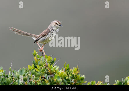 Karroo prinia (Prinia maculosa), seduti su una boccola, Sud Africa, Eastern Cape, Addo Elephant National Park Foto Stock