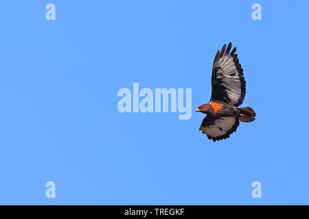 Jackal buzzard, fanno presagire la poiana (Buteo rufofuscus), in volo, Sud Africa, Table Mountain National Park Foto Stock