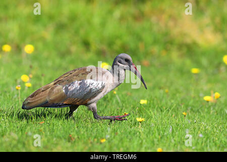 Ibis Hadeda (Bostrychia hagedash, Hagedashia hagedash), alla ricerca di cibo su un prato, Sud Africa, Western Cape Wilderness National Park Foto Stock