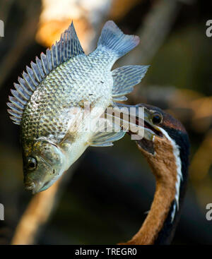 African darter (Anhinga rufa), con pesce pescato in bolletta, ritratto, Africa Foto Stock