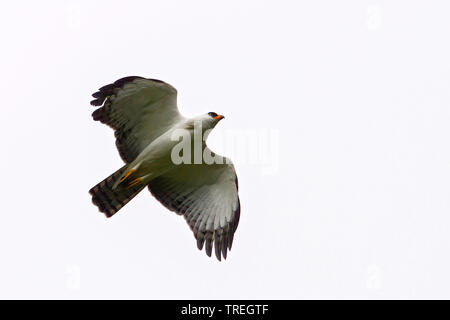 In bianco e nero (Hawk-Eagle Spizaetus melanoleucus), in volo, Suedamerika Foto Stock