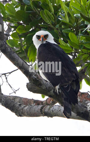 In bianco e nero (Hawk-Eagle Spizaetus melanoleucus), su un ramo, Guyana Foto Stock