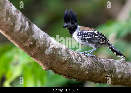 Nero-crested antshrike (Sakesphorus canadensis), maschio appollaiato su un ramo, Guayana Foto Stock