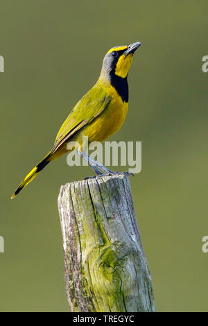 Bokmakierie shrike (Telophorus zeylonus), appollaiato su un palo, Africa Foto Stock