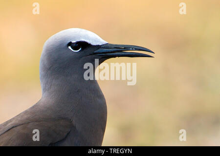 Noddy comune, Noddy marrone (Anous stolidus), ritratto, Africa, isola Rodrigues Foto Stock