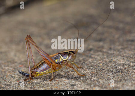 La Roesel bushcricket (Metrioptera roeselii, Roeseliana roeselii), femmina, Germania Foto Stock
