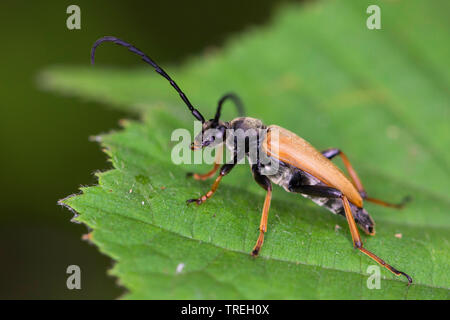 Red Longhorn Beetle (Anoplodera rubra, Stictoleptura rubra, Leptura rubra, Corymbia rubra, Aredolpona rubra), maschio su una foglia, Germania