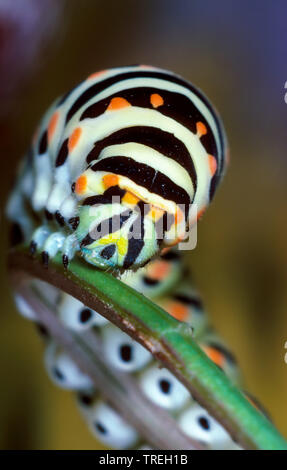 Coda forcuta (Papilio machaon), Caterpillar, ritratto, Germania Foto Stock