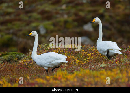 Whooper swan (Cygnus Cygnus), giovane nella tundra, Islanda Foto Stock