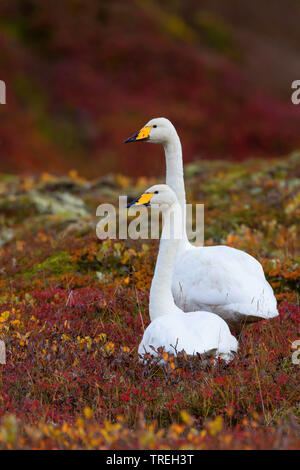 Whooper swan (Cygnus Cygnus), giovane nella tundra, Islanda Foto Stock