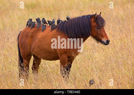 Starling comune (Sturnus vulgaris), la truppa si appollaia su un Islanda pony, Islanda Foto Stock