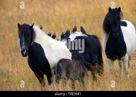 Starling comune (Sturnus vulgaris), la truppa si appollaia su un Islanda pony, Islanda Foto Stock