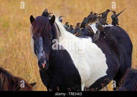 Starling comune (Sturnus vulgaris), la truppa si appollaia su un cavallo islandese, Islanda Foto Stock