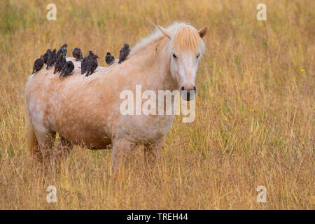 Starling comune (Sturnus vulgaris), la truppa si appollaia su un cavallo islandese, Islanda Foto Stock