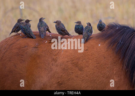 Starling comune (Sturnus vulgaris), la truppa si appollaia su un cavallo, Islanda Foto Stock