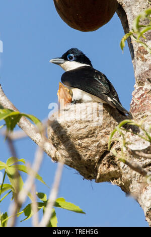 Chabert vanga (Leptopterus chabert), specie endemiche di uccelli dal Madagascar Madagascar Foto Stock
