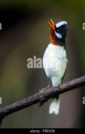 Chestnut-throated Flycatcher (Myiagra castaneigularis), il canto da un ramo, Ozeania Foto Stock