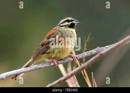 Cirl bunting (emberiza cirlus), maschio appollaiato in una bussola, Africa Foto Stock