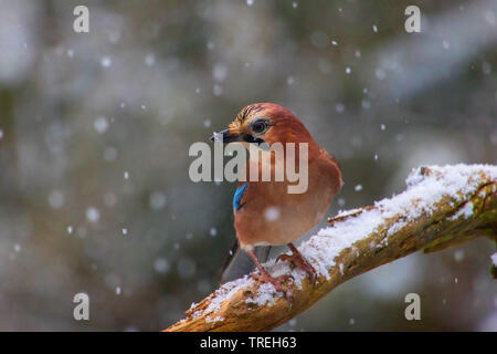 Jay (Garrulus glandarius), seduto su un ramo a nevicata, Svizzera, Sankt Gallen Foto Stock