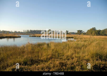 Paesaggio presso il Dwingelderveld Parco Nazionale in autunno, Paesi Bassi, Drente, Dwingelderveld Parco Nazionale Foto Stock