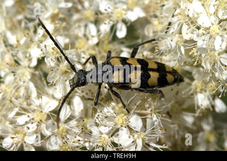 Avvistato Longhorn, giallo-nero Longhorn Beetle (Strangalia maculata, Stenurella maculata, Leptura maculata, Rutpela maculata), sui fiori, Paesi Bassi Foto Stock