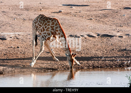 Giraffa angolano, Smoky giraffe (Giraffa camelopardalis angolensis), bevande al waterhole, Namibia Foto Stock