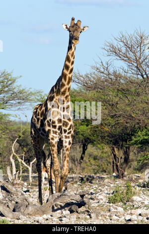 Giraffa angolano, Smoky giraffe (Giraffa camelopardalis angolensis), arbusti, Namibia Foto Stock