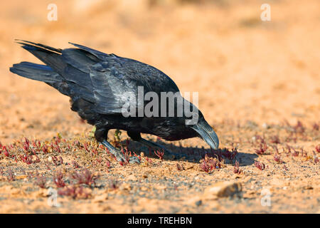 Comune di corvo imperiale (Corvus corax), rovistando sul terreno in semi-deserto, vista laterale, Isole Canarie Fuerteventura Foto Stock