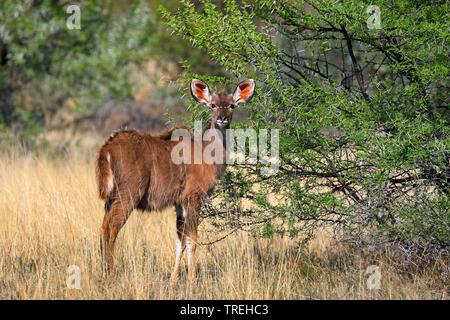 Kudu maggiore (Tragelaphus strepsiceros), giovane donna in piedi la arbusti, Sud Africa, Eastern Cape, Mountain Zebra National Park Foto Stock