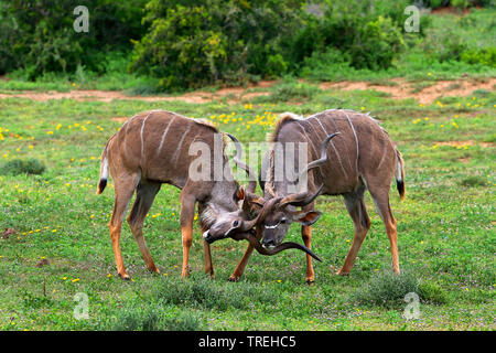 Kudu maggiore (Tragelaphus strepsiceros), due maschi figthing, Sud Africa, Eastern Cape, Addo Elephant National Park Foto Stock
