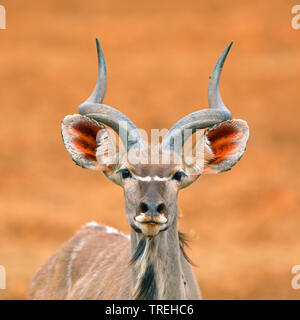 Kudu maggiore (Tragelaphus strepsiceros), giovane maschio, ritratto, Sud Africa, Mokala Parco Nazionale Foto Stock