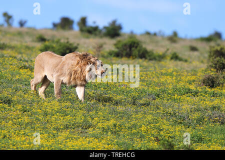 Lion (Panthera leo), maschio passeggiate in Groenlandia, Sud Africa, Eastern Cape, Addo Elephant National Park Foto Stock