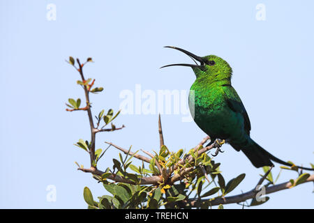 Giallo-tufted malachite sunbird (Nectarinia famosa), su una boccola, chiamando, Sud Africa, Eastern Cape, Addo Elephant National Park Foto Stock