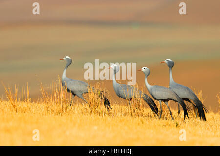 Stanley gru gru blu (Anthropoides paradisaea), gruppo nella prateria, Sud Africa, Overberg Foto Stock